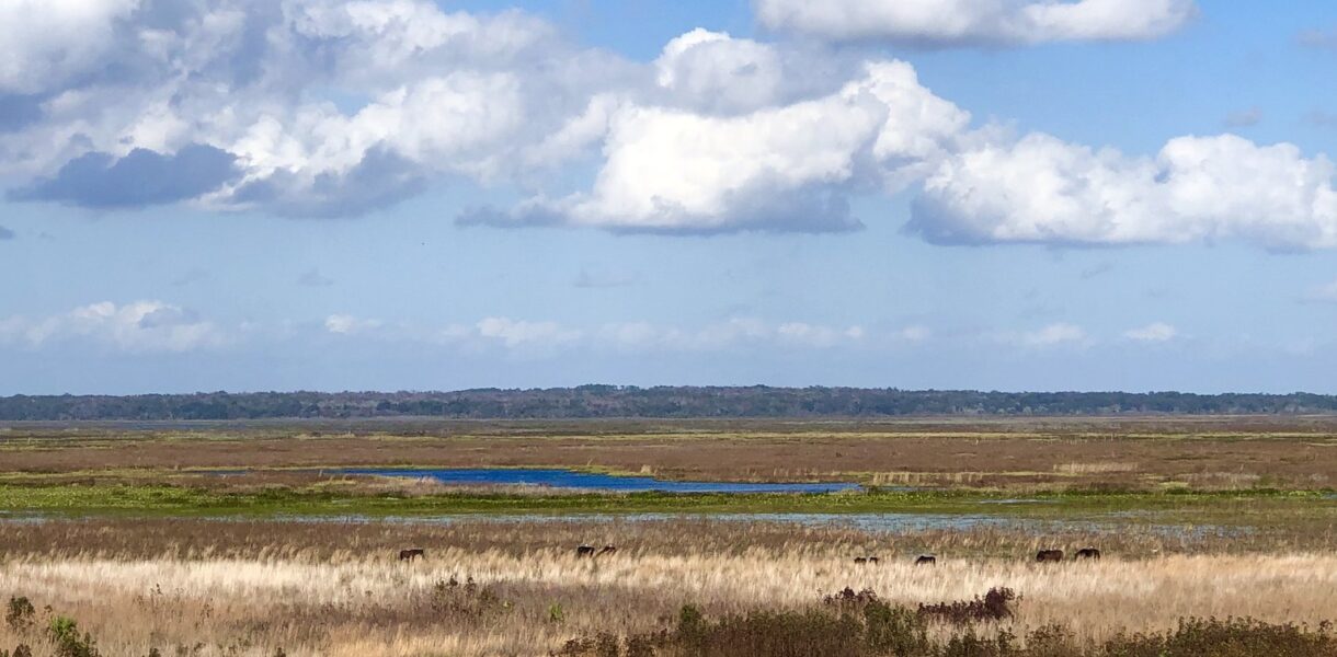 Payne's Prairie Preserve State Park in Florida | wild horses and bison in the distance