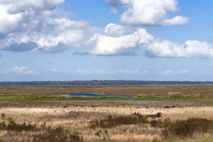 Payne's Prairie Preserve State Park in Florida | wild horses and bison in the distance